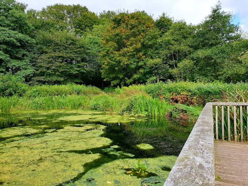 Valleyfield Pond in Penicuik Just Frances