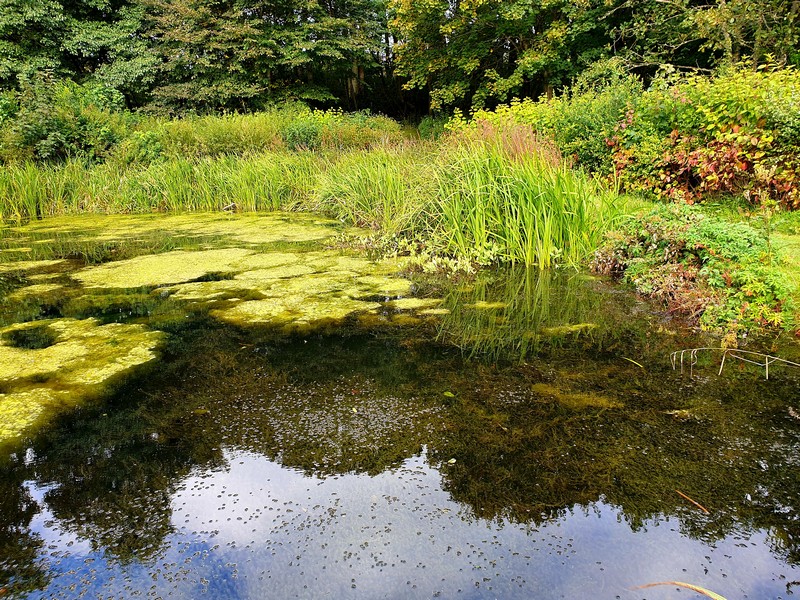 Valleyfield Pond in Penicuik Just Frances