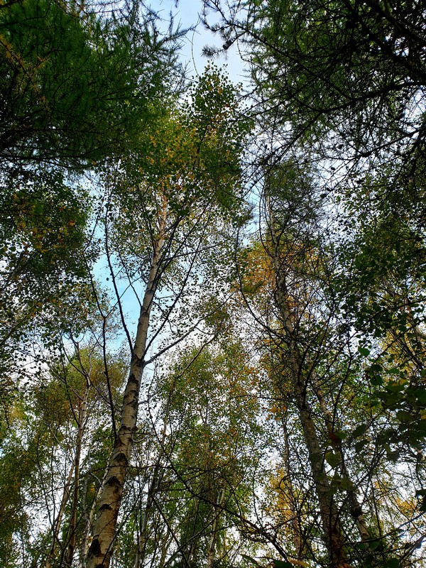 A birch and larch canopy in the Roslin Moat Just Frances