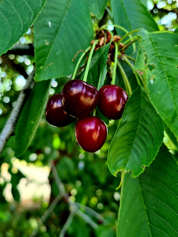 Cherry good Just Frances